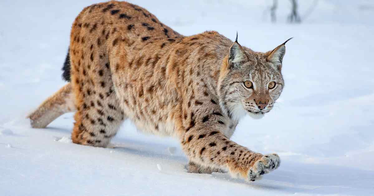 Ilves herätti huomiota Kotkansaarella – poliisi seuraa tilannetta | Kymenlaakso