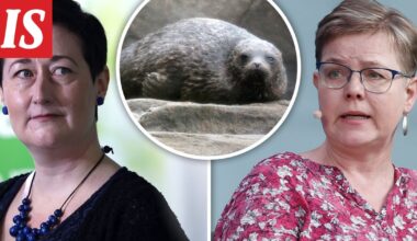 Entinen ministeri Krista Mikkonen järkyttyi ehdotuksesta, joka voi uhata saimaannorppien suojelua