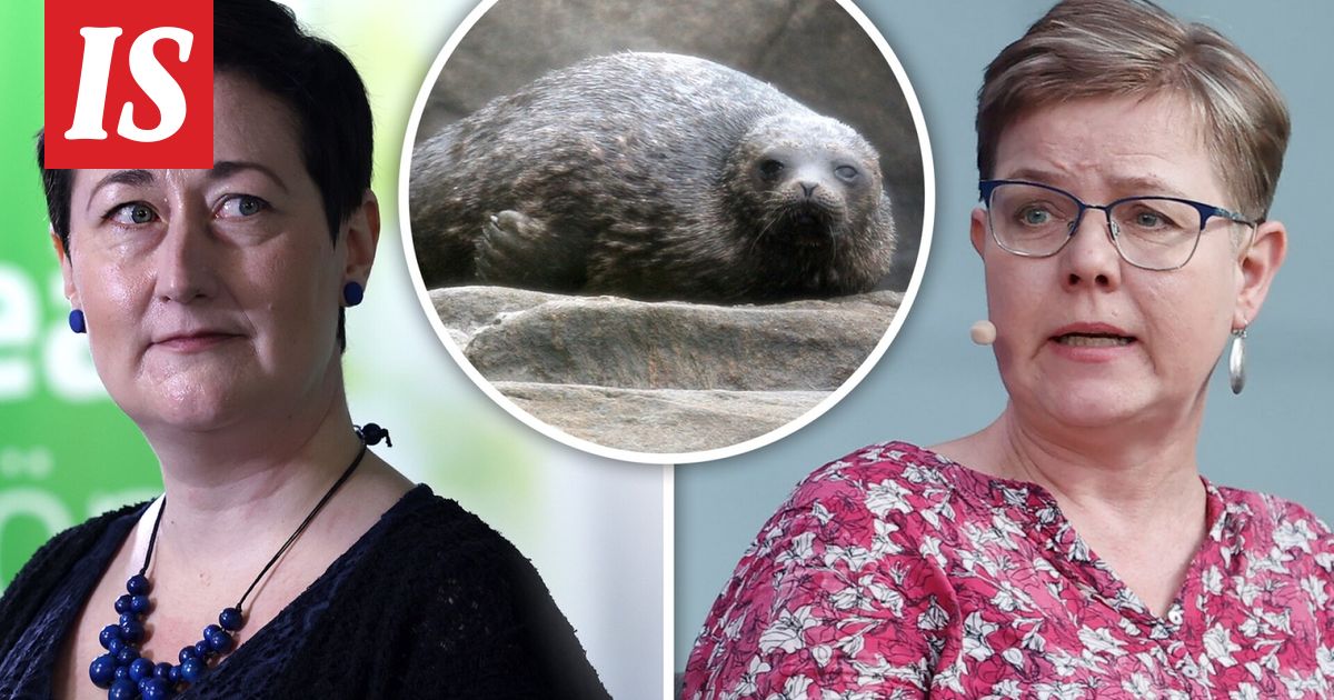 Entinen ministeri Krista Mikkonen järkyttyi ehdotuksesta, joka voi uhata saimaannorppien suojelua