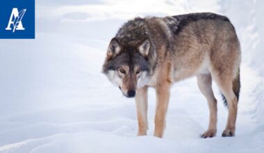 Pirkanmaan susitilanne muutoksessa – Sastamalan lauma levittäytymässä Nokialle