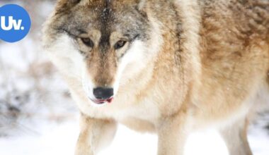 Kaakkois-Suomessa kaadettu jo seitsemän sutta alkuvuoden jahdissa | Paikalliset