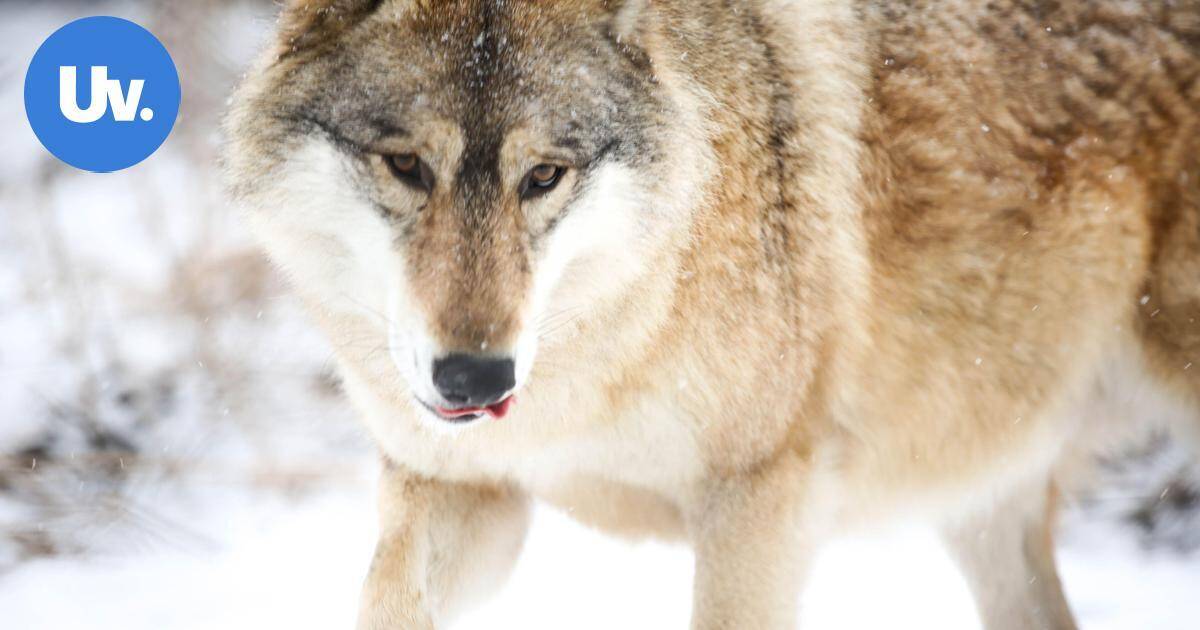 Kaakkois-Suomessa kaadettu jo seitsemän sutta alkuvuoden jahdissa | Paikalliset