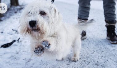 Kaupunkilaiset ovat valittaneet koirien tassuista vuosien ajan – nyt Helsinki kuuntelee