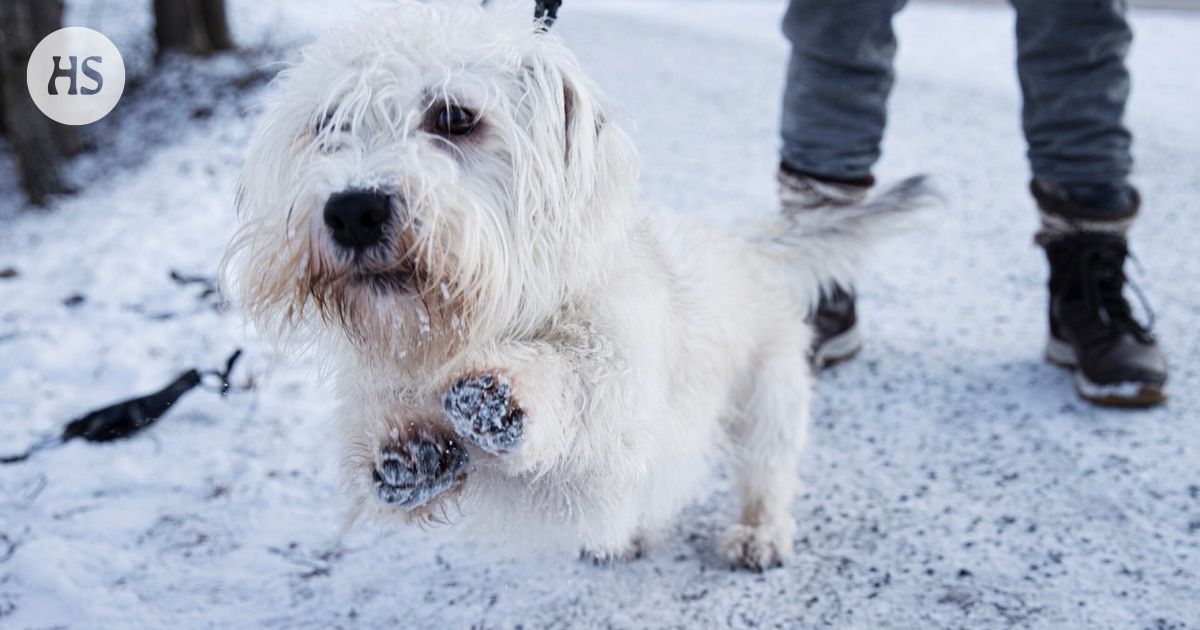 Kaupunkilaiset ovat valittaneet koirien tassuista vuosien ajan – nyt Helsinki kuuntelee