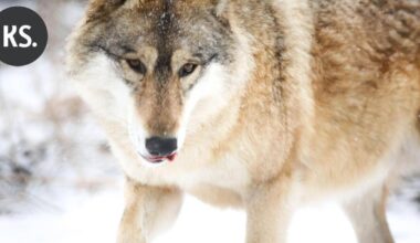 Kaakkois-Suomessa kaadettu jo seitsemän sutta alkuvuoden jahdissa | Paikalliset