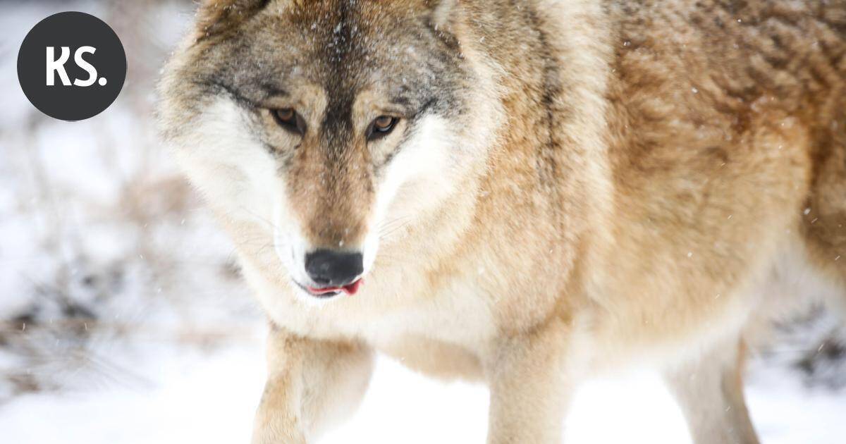 Kaakkois-Suomessa kaadettu jo seitsemän sutta alkuvuoden jahdissa | Paikalliset