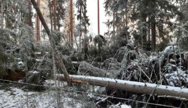 Hannes-myrsky kaatoi puita Pohjanmaalla – Kunnat kieltävät omatoimisen raivaamisen kuntien mailla | Pohjanmaa