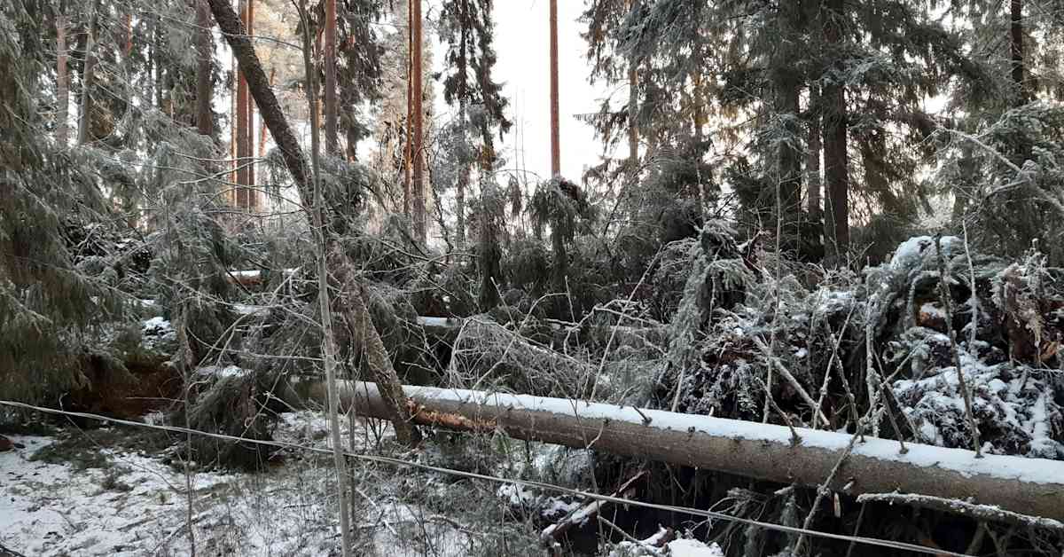 Hannes-myrsky kaatoi puita Pohjanmaalla – Kunnat kieltävät omatoimisen raivaamisen kuntien mailla | Pohjanmaa