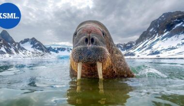 Mursun penisluu varastettiin – "Mikään ei ole samoin ilman sitä" | Uutissuomalainen
