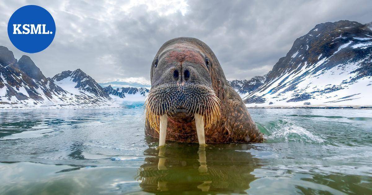 Mursun penisluu varastettiin – "Mikään ei ole samoin ilman sitä" | Uutissuomalainen
