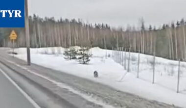 Pirkanmaan susitilanne muutoksessa – Sastamalan lauma levittäytymässä Nokialle