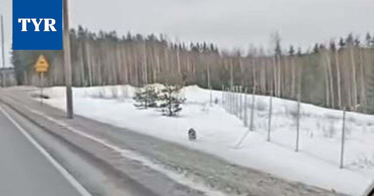 Pirkanmaan susitilanne muutoksessa – Sastamalan lauma levittäytymässä Nokialle