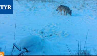 Kiintiösudet metsästettiin vain kolmessa päivässä – Riistapäällikkö: ”Kevättalven havainnot kertovat, oliko määrä riittävä”