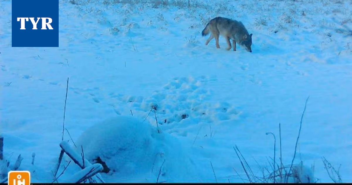 Kiintiösudet metsästettiin vain kolmessa päivässä – Riistapäällikkö: ”Kevättalven havainnot kertovat, oliko määrä riittävä”