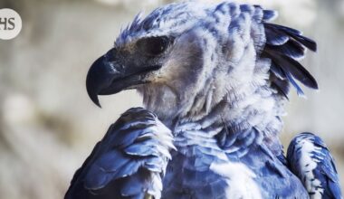 Amerikan iso kotka kaappaa saaliin eikä lupia kysele