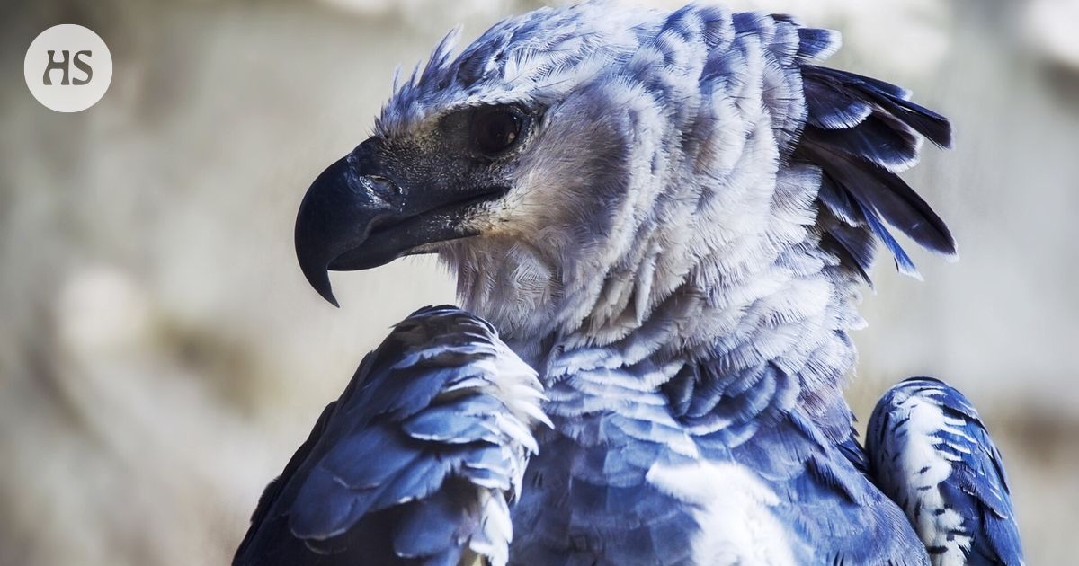 Amerikan iso kotka kaappaa saaliin eikä lupia kysele