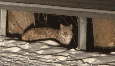 Ilveksestä on tullut tuttu näky jopa kaupungeissa – syy löytyy metsästys­luvista | Kotimaa