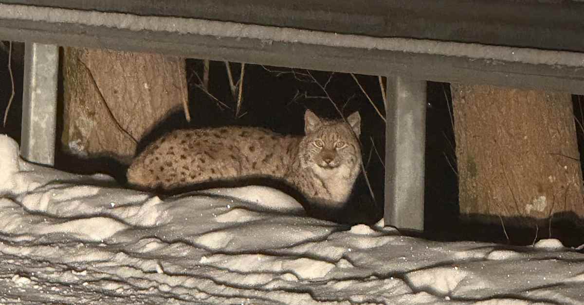 Ilveksestä on tullut tuttu näky jopa kaupungeissa – syy löytyy metsästys­luvista | Kotimaa