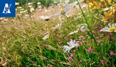 Linnainmaalla parannetaan hulevesijärjestelyjä maanantaista alkaen – puistoaluetta rakennetaan niittymäisemmäksi