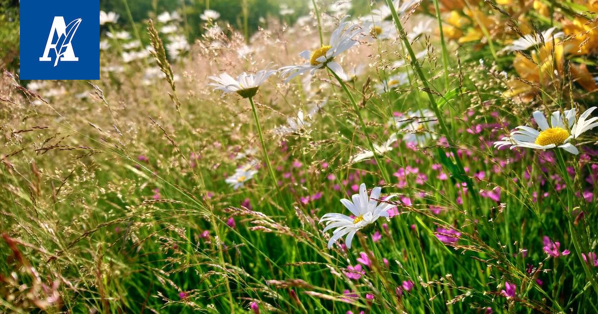 Linnainmaalla parannetaan hulevesijärjestelyjä maanantaista alkaen – puistoaluetta rakennetaan niittymäisemmäksi