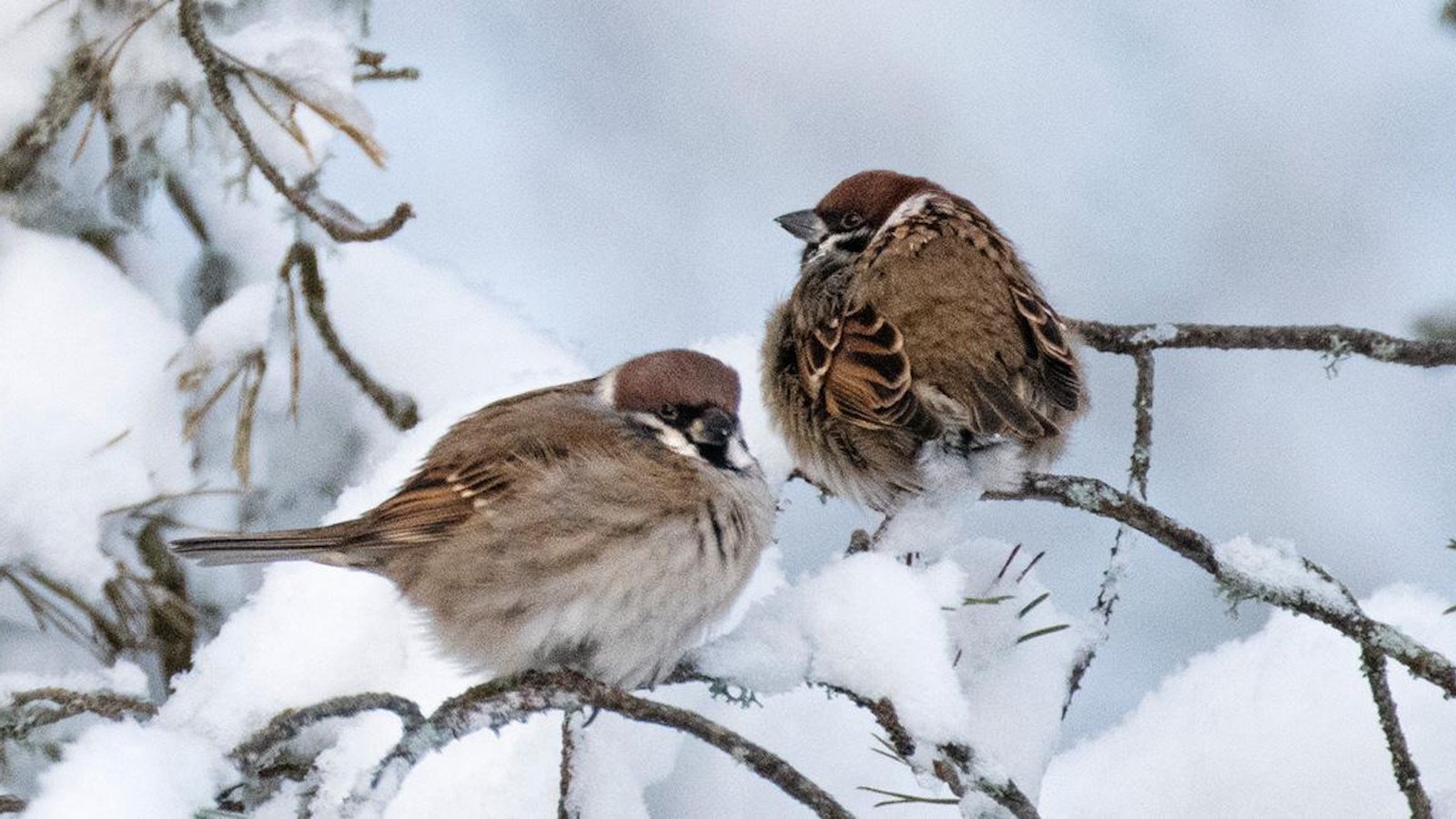 Linnut elävät pakkasilla säästöliekillä ja käynnistävät tarvittaessa lämmöntuotannon - Metsä