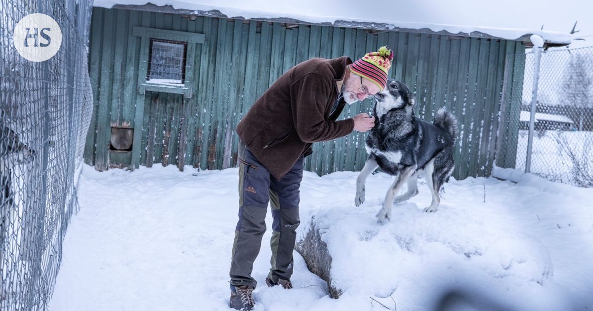 Jahtia johtanut Kari Jukkala kertoo, miten susi metsästetään
