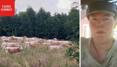Karjankasvattaja pelkää: halpa liha uhkaa vyöryä Suomeen – tästä on kyse - Ilta-Sanomat