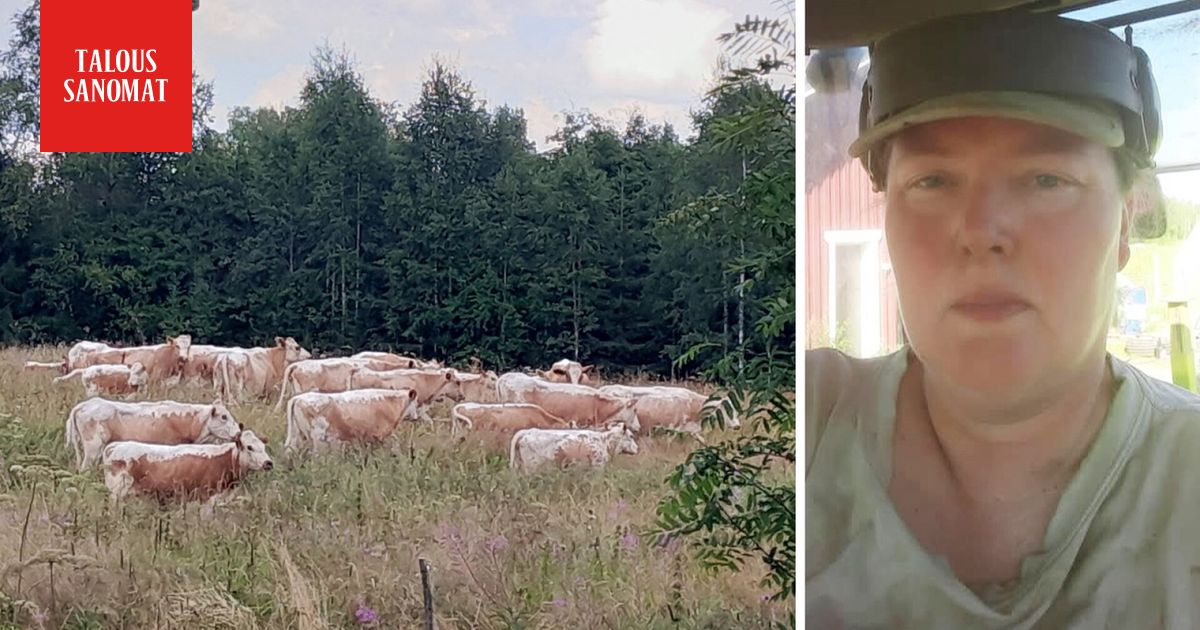 Karjankasvattaja pelkää: halpa liha uhkaa vyöryä Suomeen – tästä on kyse - Ilta-Sanomat