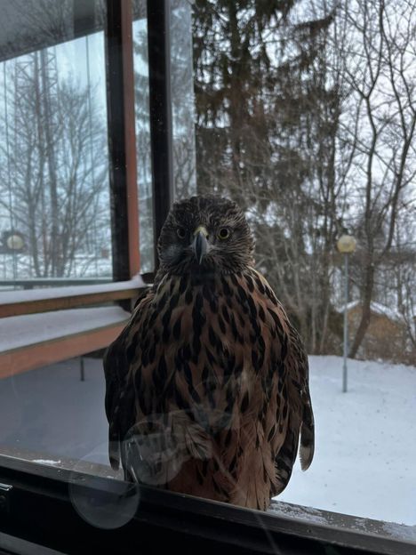 Kairisto arvioi, että lintu oli törmäyksen jälkeen ikkunalla noin 20 sekuntia, kunnes lennähti parvekkeen kaiteelle ja siitä sitten läheisen puun oksalle.