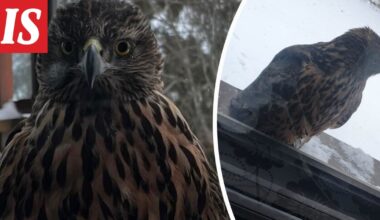 Samin ikkunaan lensi kanahaukka - Ilta-Sanomat