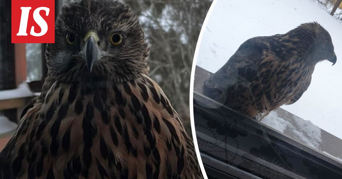 Samin ikkunaan lensi kanahaukka - Ilta-Sanomat
