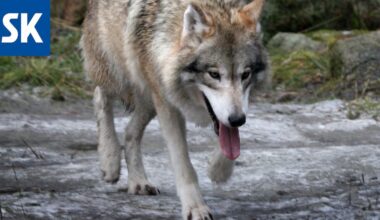 Jahti päättyi Satakunnassa, kun Kankaanpäässä ammuttiin kiintiön viimeinen susi – Katso kartalta, missä Satakunnan kymmenen sutta ammuttiin
