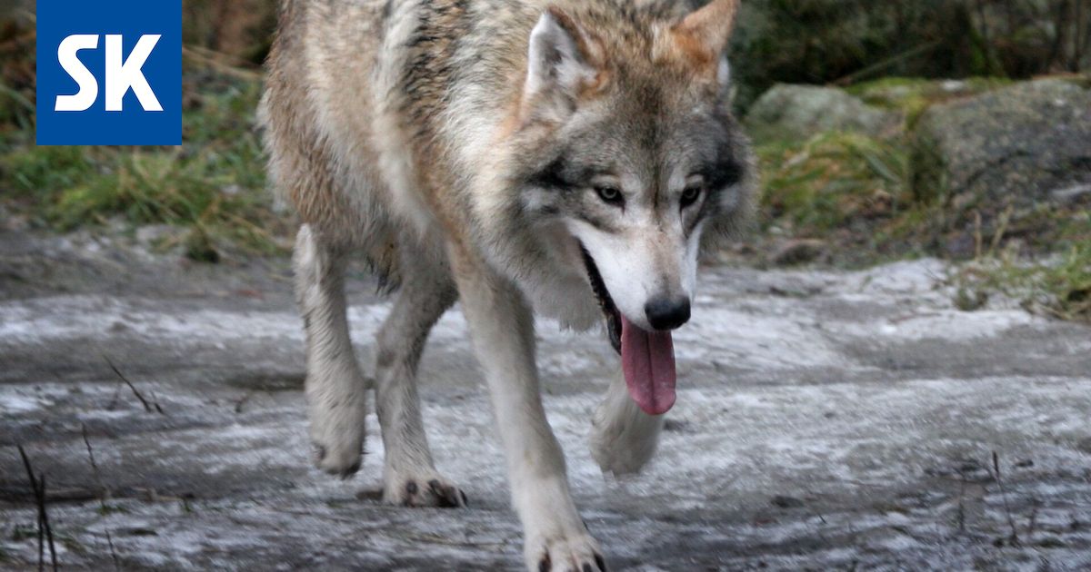 Jahti päättyi Satakunnassa, kun Kankaanpäässä ammuttiin kiintiön viimeinen susi – Katso kartalta, missä Satakunnan kymmenen sutta ammuttiin