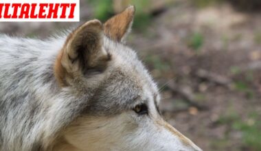 Pihoilla käyskennellyt susi ammuttiin