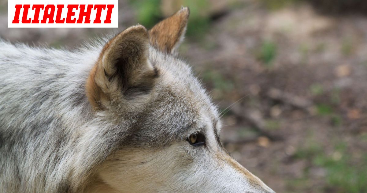 Pihoilla käyskennellyt susi ammuttiin