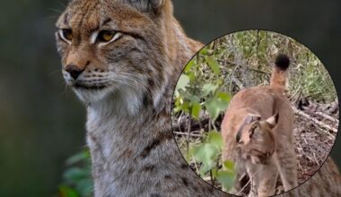 Ilveksiä pannoitetaan Lounais-Suomessa - Metsä