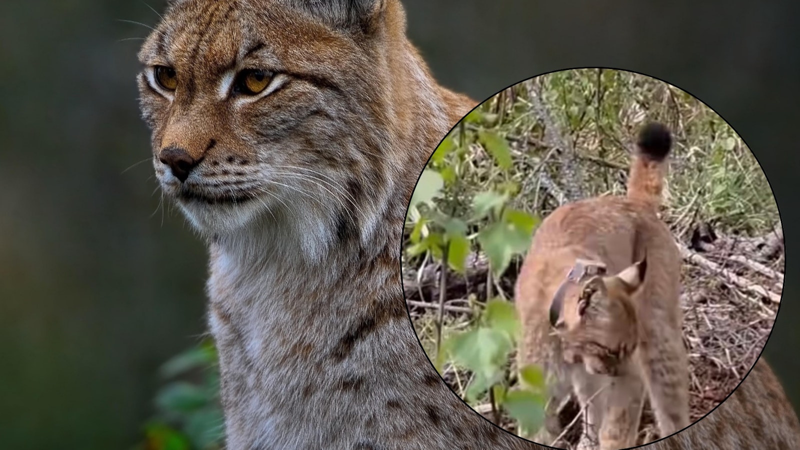 Ilveksiä pannoitetaan Lounais-Suomessa - Metsä