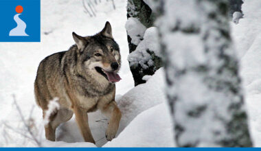 Pudasjärvelle lupa kahden suden metsästykseen – pitäjän eteläisellä alueelle havaintoja jopa kolmesta sudesta