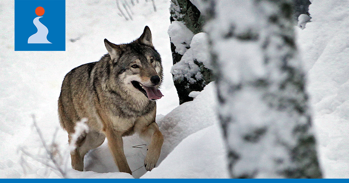 Pudasjärvelle lupa kahden suden metsästykseen – pitäjän eteläisellä alueelle havaintoja jopa kolmesta sudesta