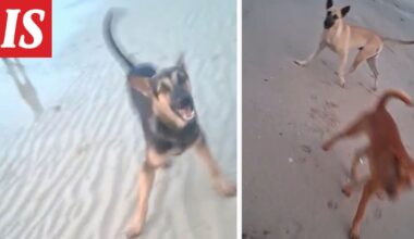 Turisti joutui raivokkaiden koirien hyökkäyksen kohteeksi Thaimaassa