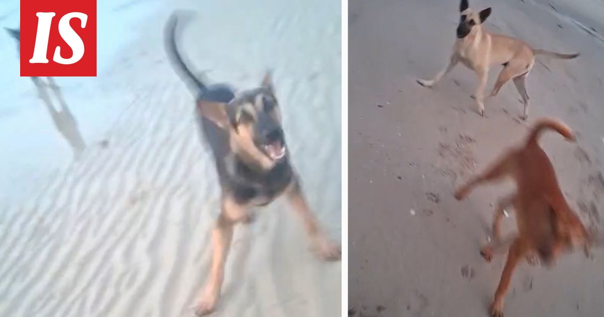 Turisti joutui raivokkaiden koirien hyökkäyksen kohteeksi Thaimaassa