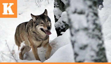Pudasjärvelle kaksi uutta susilupaa – Alueen eteläpuolelta ammuttiin viisi sutta yhdessä päivässä