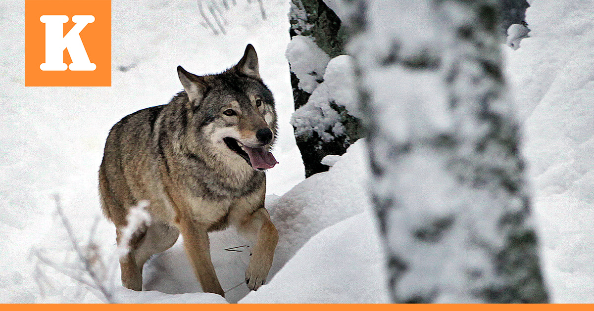 Pudasjärvelle kaksi uutta susilupaa – Alueen eteläpuolelta ammuttiin viisi sutta yhdessä päivässä