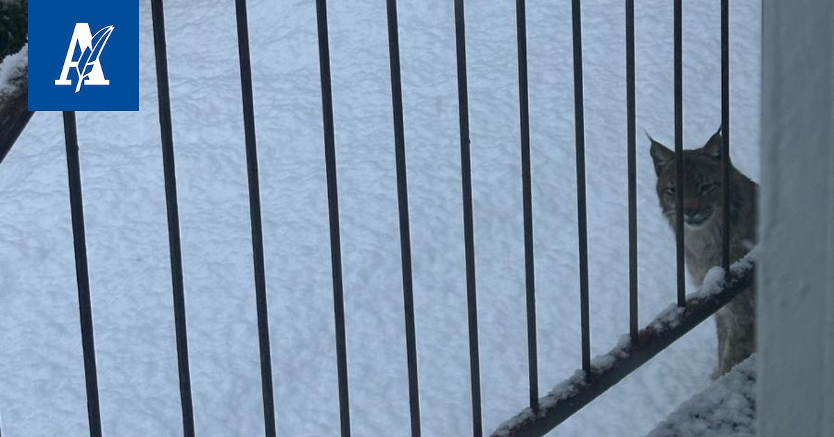 Ilves pyöri pihoilla tamperelaisella asuinalueella – Poliisi antoi karkotusmääräyksen