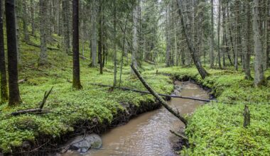 Lukijalta: PEFC edistää kestävää metsätaloutta konkreettisin toimin - Mielipide