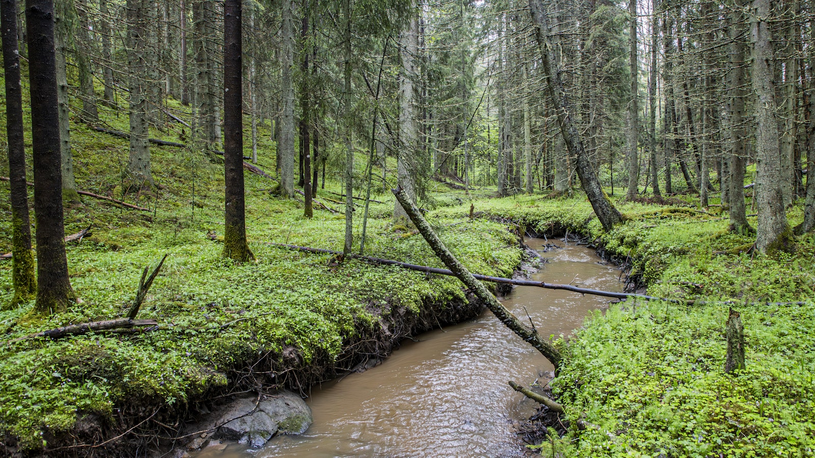 Lukijalta: PEFC edistää kestävää metsätaloutta konkreettisin toimin - Mielipide
