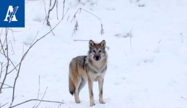 Joukko suomalais­meppejä älähti Suomen tuoreesta susilaista