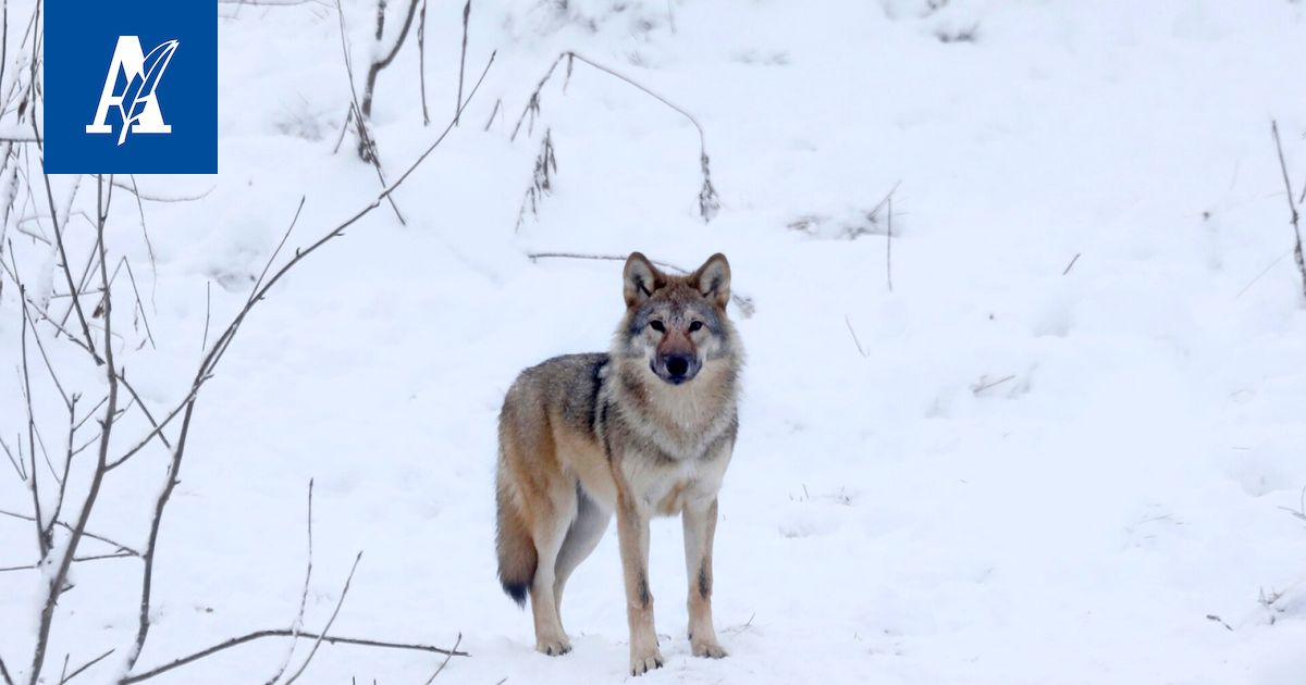 Joukko suomalais­meppejä älähti Suomen tuoreesta susilaista