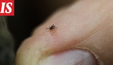 Hurja tieto punkeista: lähes 140 000 havaintoa