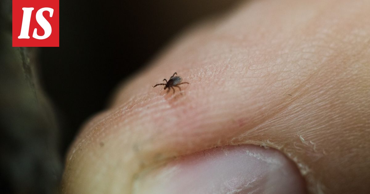 Hurja tieto punkeista: lähes 140 000 havaintoa